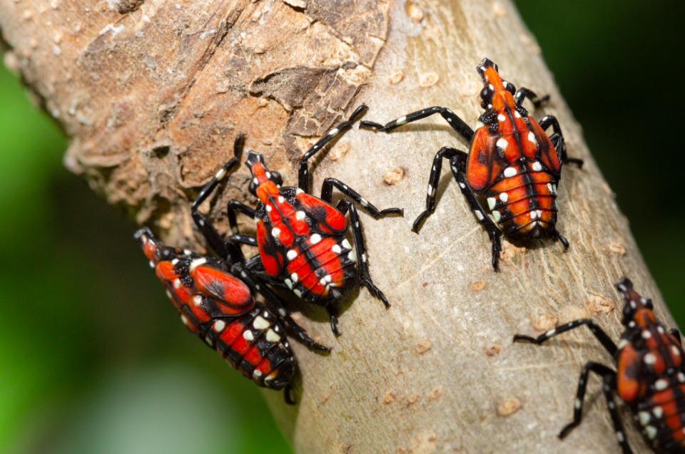 Spotted Lanternfly nymphs have a distinct orangish red coloring with bright white spots. These invasive species can be found on the Tree of Heaven.