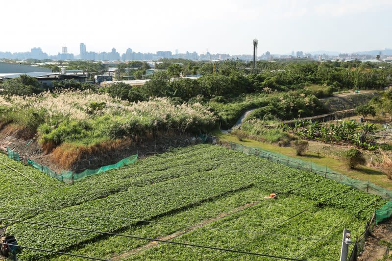 社子島農地。（顏麟宇攝）