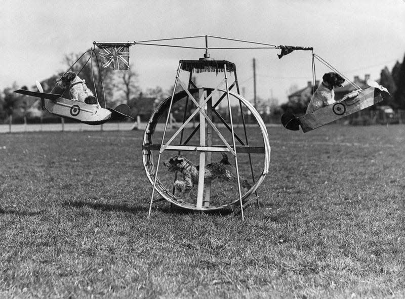 Three dogs practice on a flying machine for their circus show. One turns a wheel which moves the planes the others sit in on April 21, 1943. - Photo: Keystone/Getty Images (Getty Images)