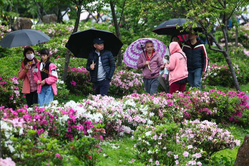 陽明山花季  民眾賞花（2） 陽明山花季開跑，各種花卉陸續綻放，景色優美，儘 管天候不佳，仍有不少民眾撐傘到陽明山賞花。 中央社記者吳家昇攝  113年3月3日 