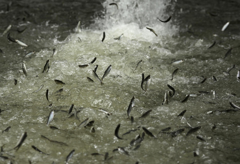 Salmon release