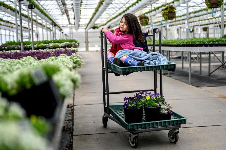 Sophie Foucrier, 3, sits in a cart as she and her father, Stephen, shop of flowers on April 30 at Van Atta's Greenhouse and Flower Shop in Haslett.