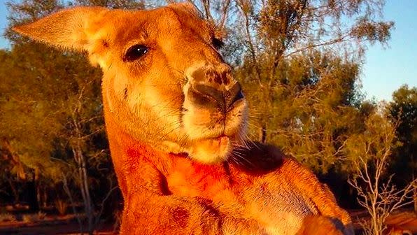 red kangaroo buff