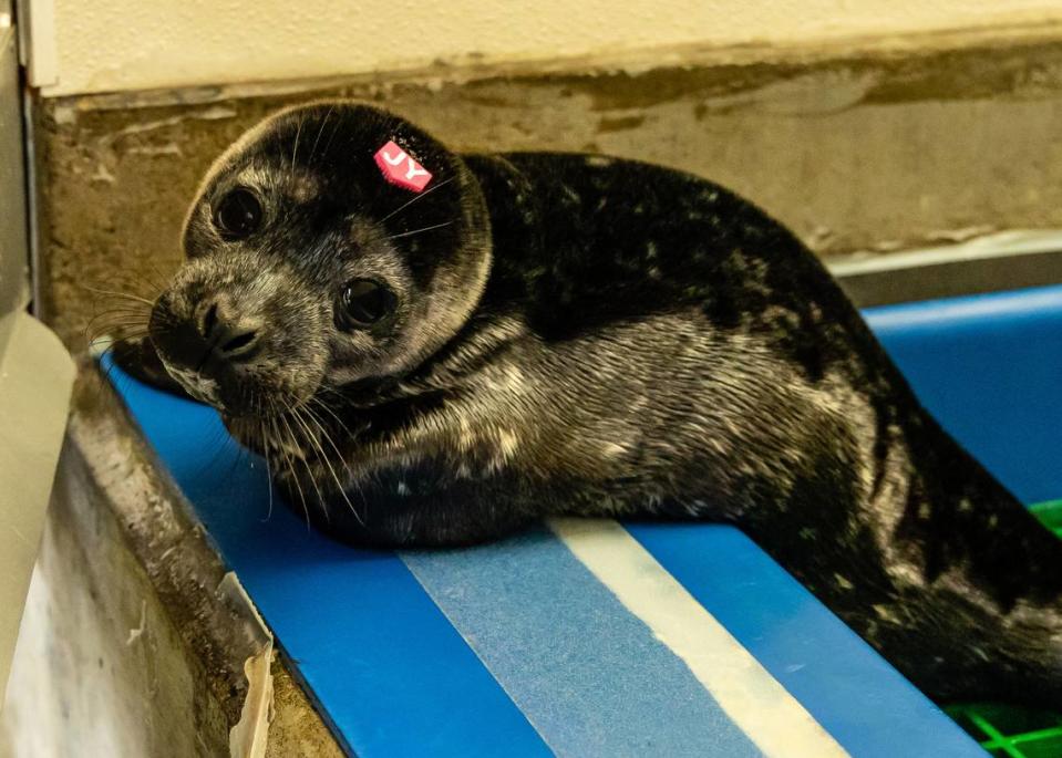 Jellybean, a young harbor seal pup rescued by the Marine Mammal Center in 2023 after an individual picked it up at a San Simeon beach.