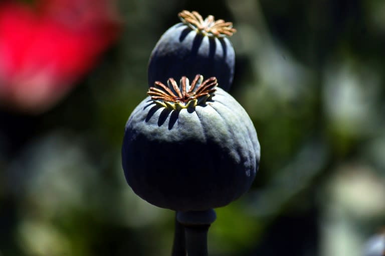 Myanmar's opium poppy fields are shrinking