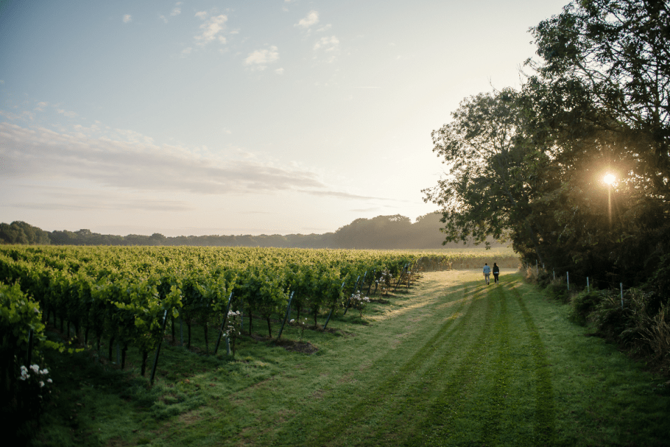 The Gusbourne vineyard