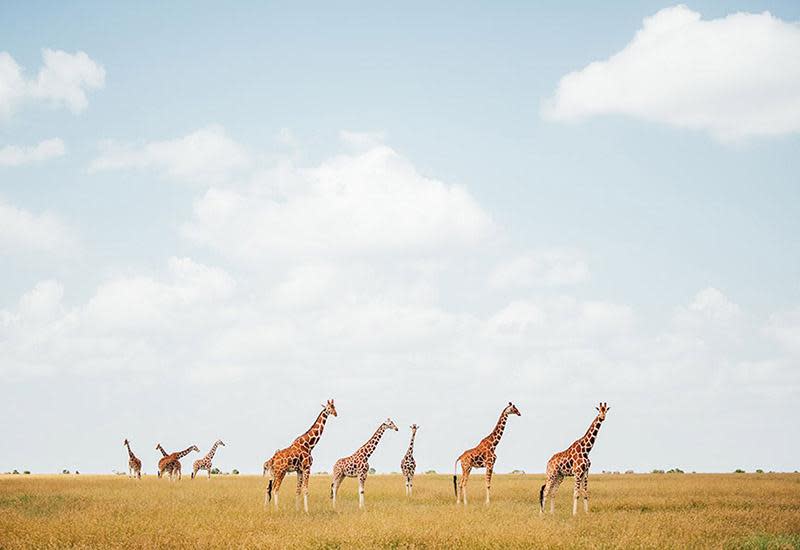 Nairobi National Park