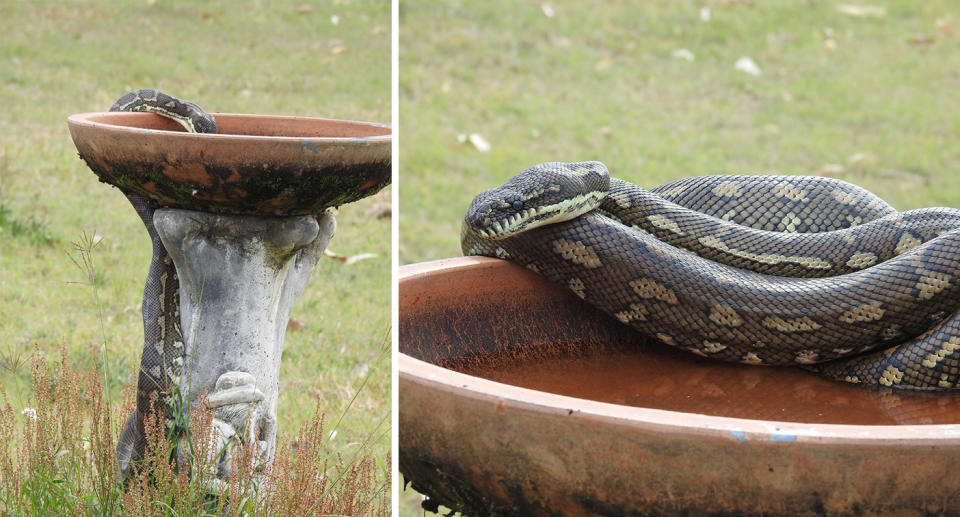 Large carpet python snake sitting on bird bath