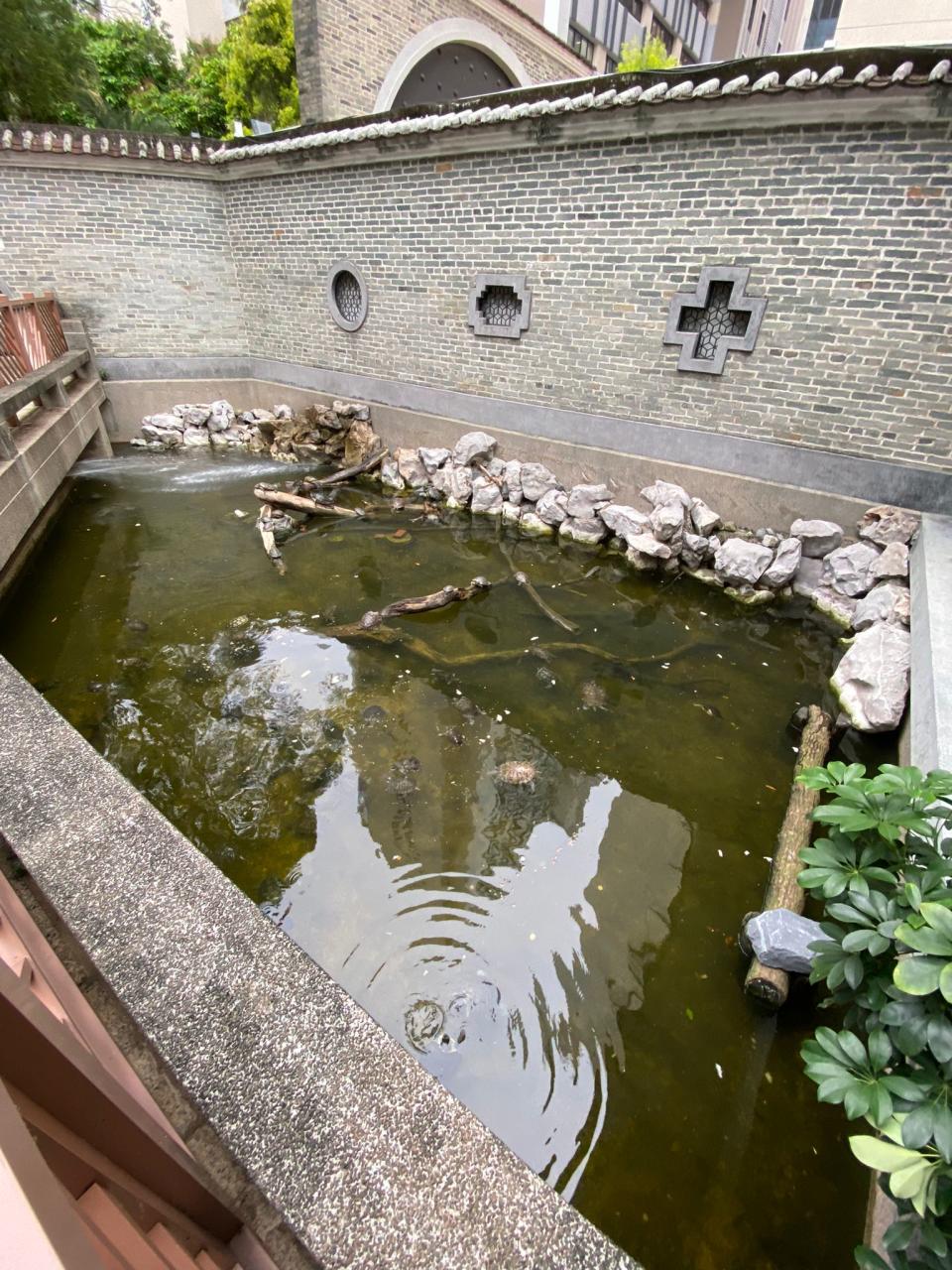 荃灣賽馬會德華公園成棄龜重災區，大量巴西龜等被遺棄。