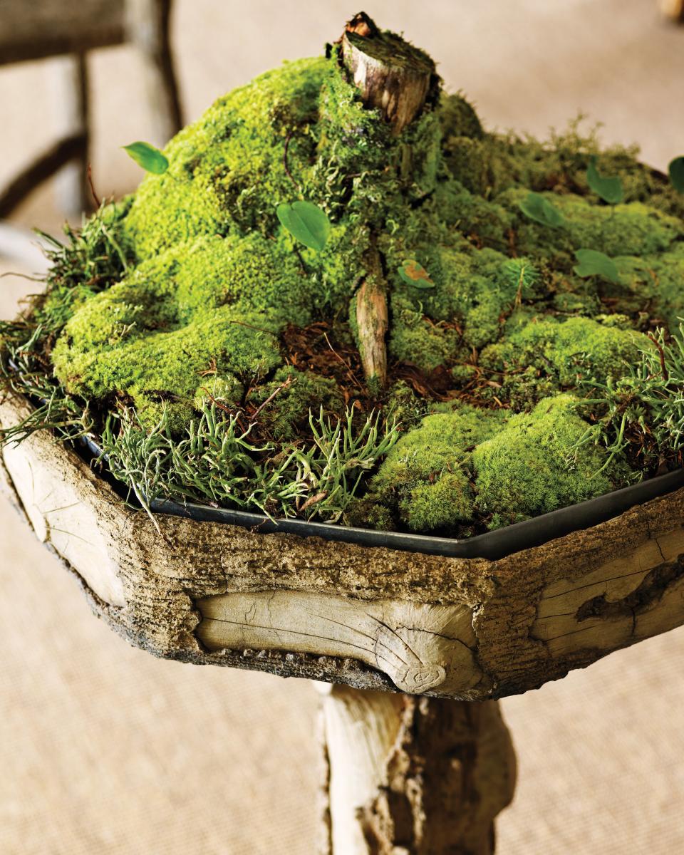 moss-garden-tree-0811mld106442.jpg