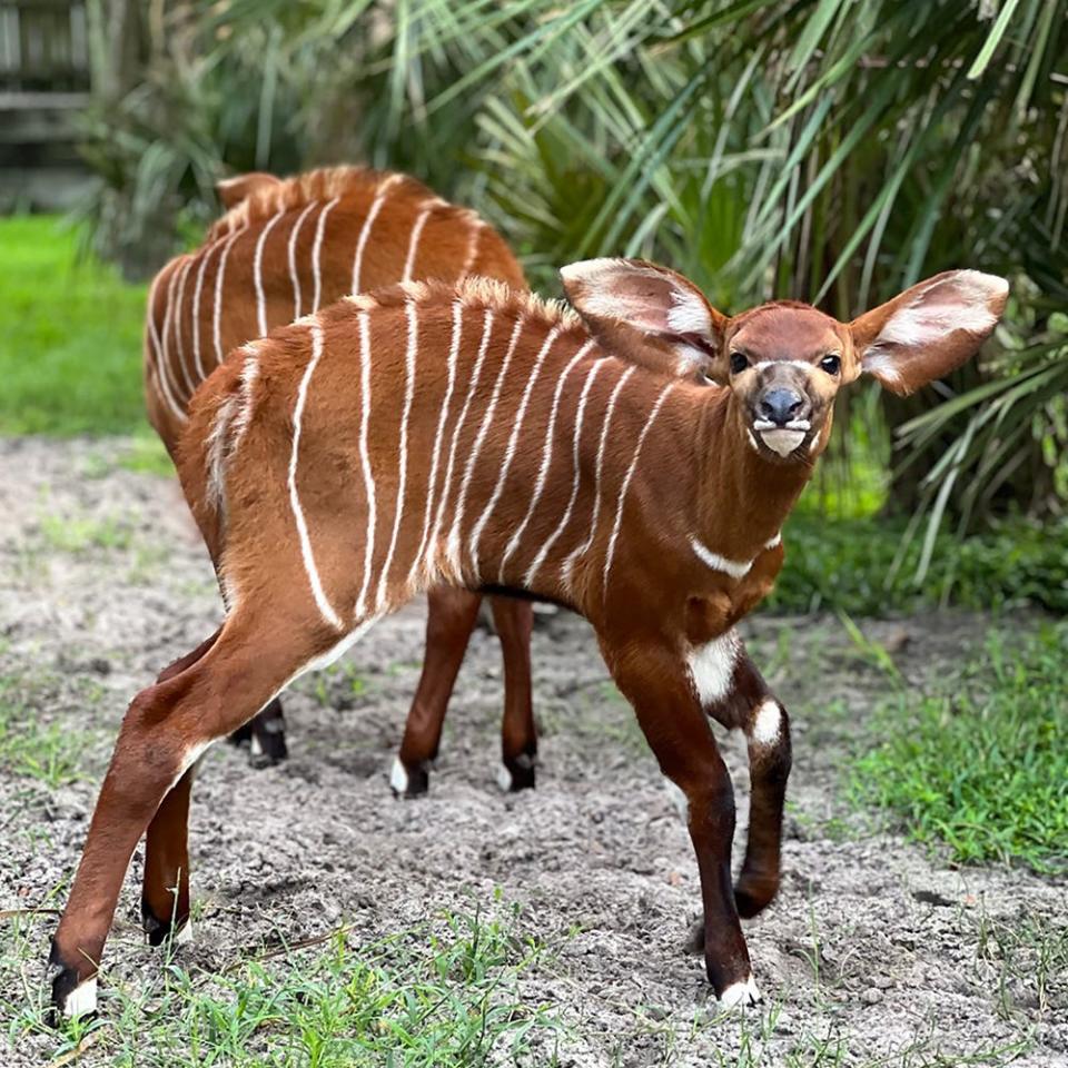 This bongo calf named Mojo is the second of its endangered species born at the Jacksonville Zoo and Gardens this year.