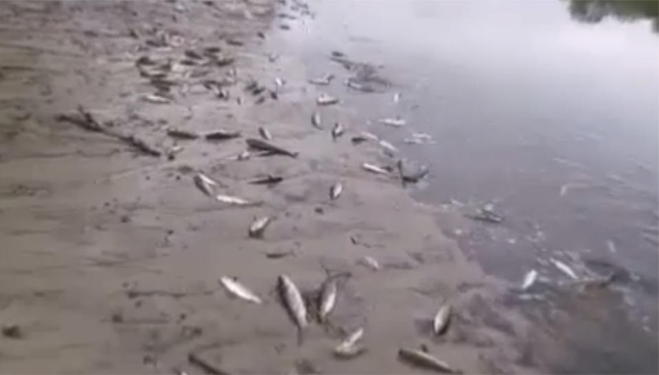Some of the fish found dead at Byron Bay's Tallow Creek after the sand bar was removed.
