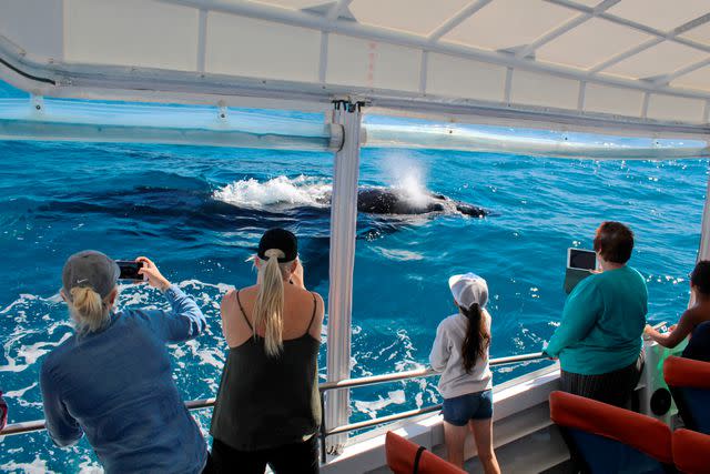 <p>Courtesy of Pacific Whale Foundation</p> Watching a humpback surface and spout.