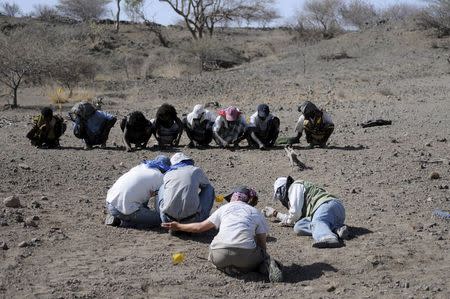 Team members crawl at the area where the paratype jaw (BRT-VP-3/14) was found, searching for more pieces of the specimen, in Ethiopia in this image released to Reuters on May 26, 2015. REUTERS/Yohannes Haile-Selassie/Cleveland Museum of Natural History/Handout via Reuters