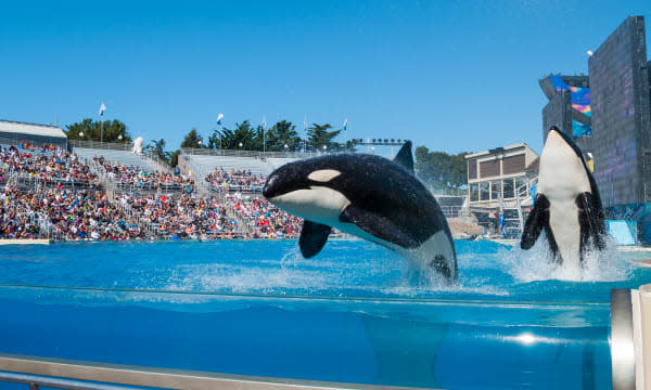 Orkid and Shouka at Sea World, San Diego