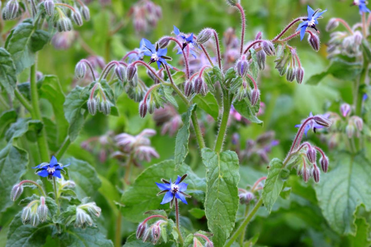 plants that repel bugs borage