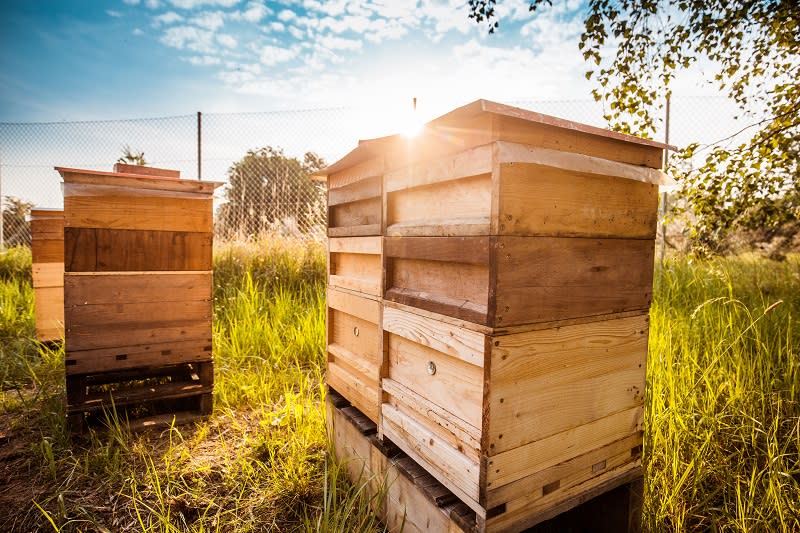 Porsche去年成立第一個養蜂場，地點就選在德國萊比錫越野場，引進約150萬隻蜜蜂