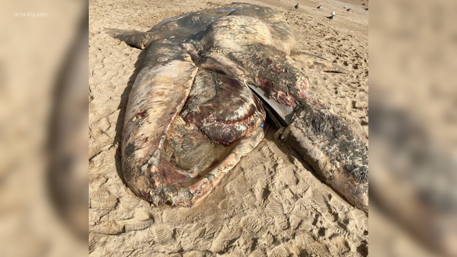 30-foot dead whale washed ashore on Southern California beach