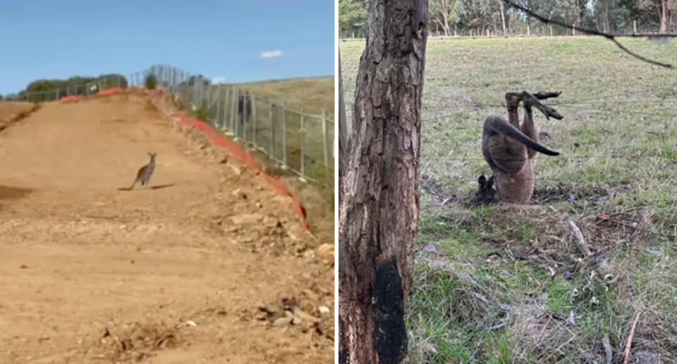 Left, kangaroo stands beside a construction site. Right, a kangaroo is stuck in barbed wire. 