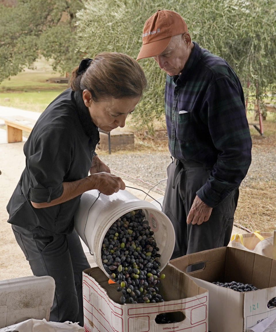Former Gov. Jerry Brown watches as his wife, Anne Gust Brown transfers olives into boxes during the olive harvest at their ranch near Williams, Calif., Saturday, Oct. 30, 2021. Beyond tending to his vast property, Brown remains engaged on issues including climate change and the threat of nuclear war. (AP Photo/Rich Pedroncelli)