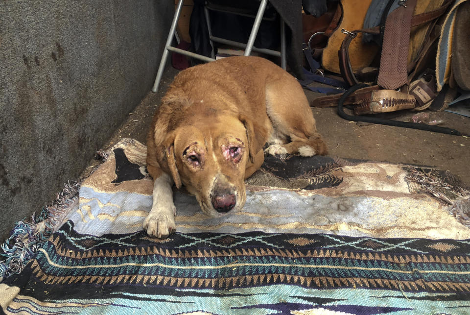 Shiloh had her face burned in the California wildfire, but can’t get to a vet because her owner is not permitted to return home to the evacuation zone. Source: AP Photo/Paul Elias