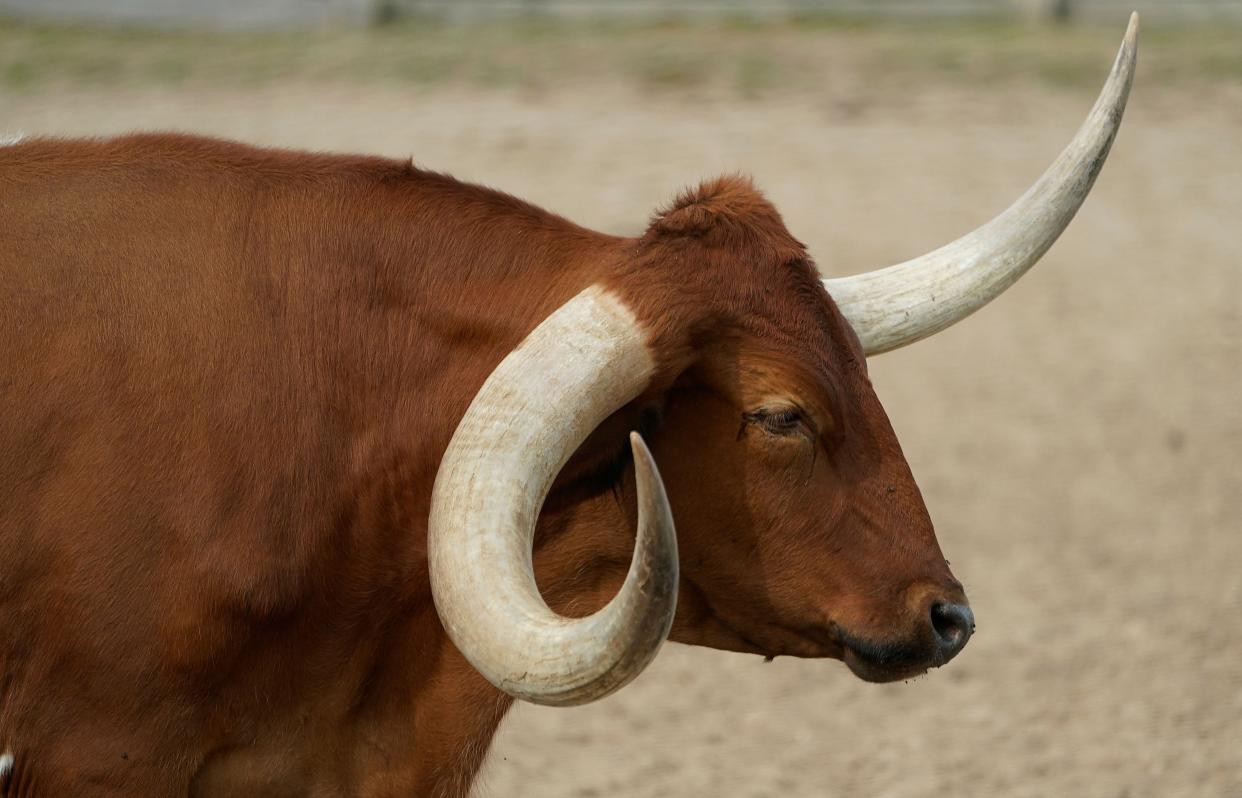 A Texas longhorn before the start of the afternoon cattle drive in Fort Worth, Texas, on October 10, 2023.