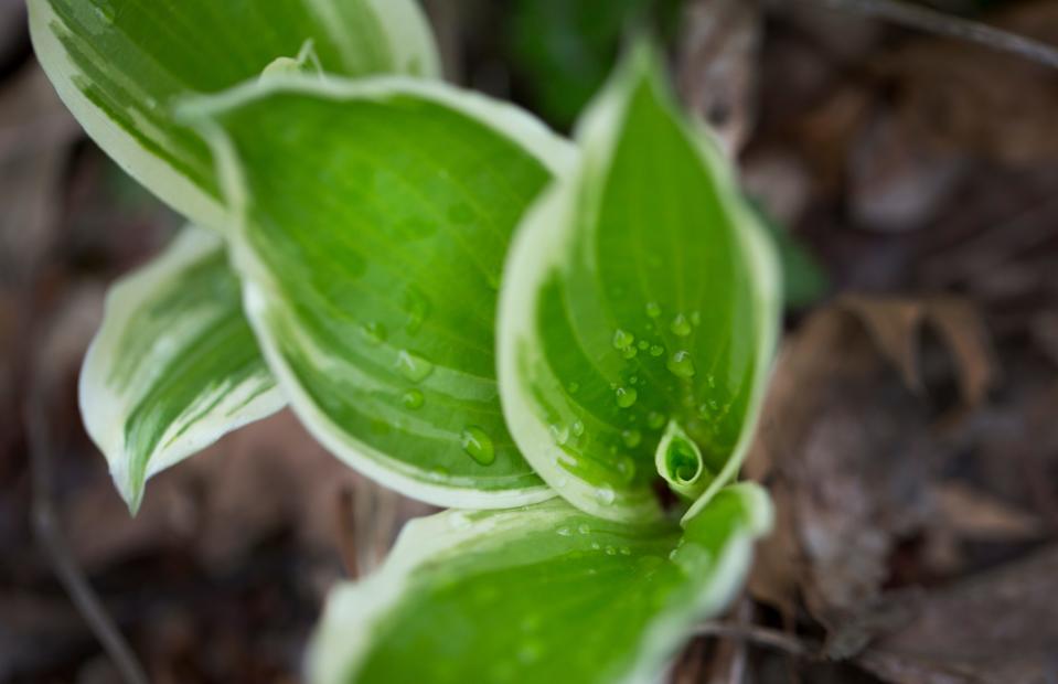 The Hosta Society of Greater Cincinnati hosts a hosta and plant auction at Gil Lynn Park in Dayton on Saturday.