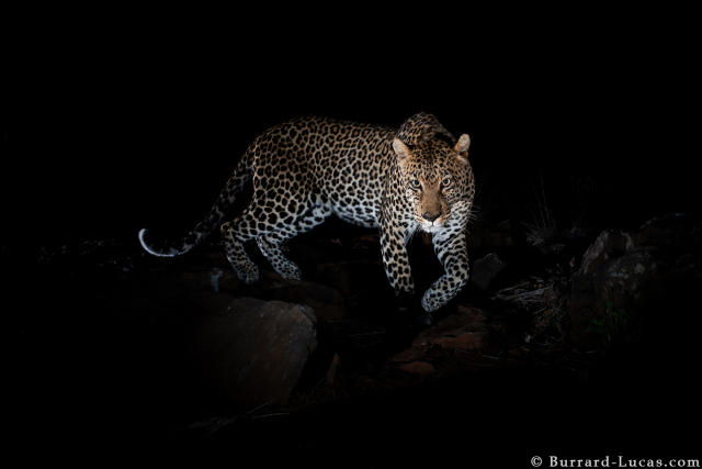 Mujer Adulta Leopardo Africano En Alerta, Sudáfrica Imagen de archivo -  Imagen de africano, yermo: 167118159