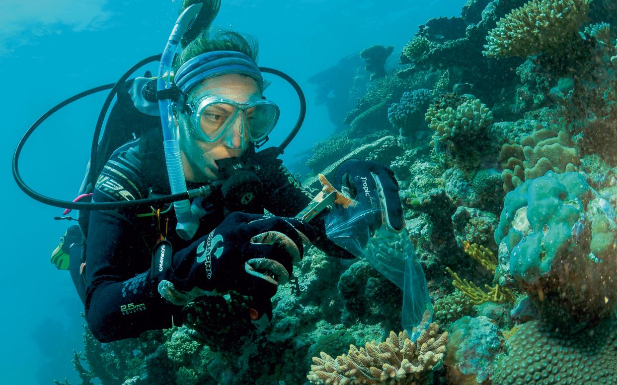 Emma Camp collects a sample from a healthy coral colony off the coast of Port Douglas, Queensland - Submitted to Copyright