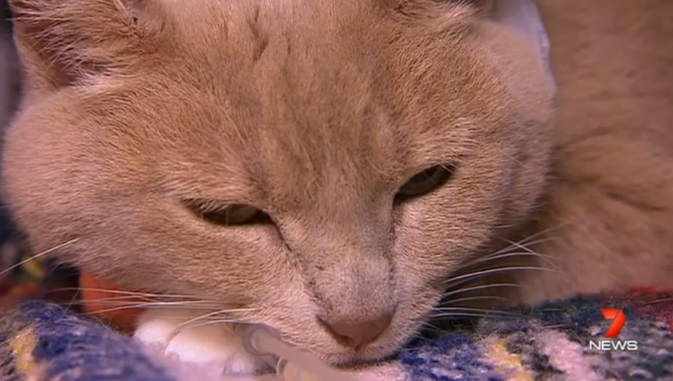 Ten-year-old Bobo the cat is still recovering after being bitten by a brown snake on Sunday. Photo: 7 News