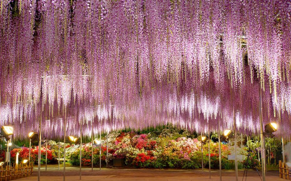 The Great Wisteria, Ashikaga Flower Park, Ashikaga, Japan