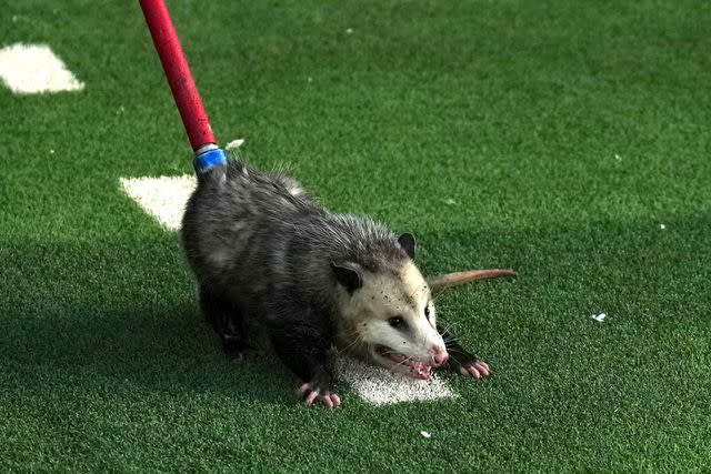 <p>Josh Hedges/Getty</p> An opossum is removed from the field during the game between the TCU Horned Frogs and the Texas Tech Red Raiders at Jones AT&T Stadium on Nov. 2, 2023 in Lubbock, Texas