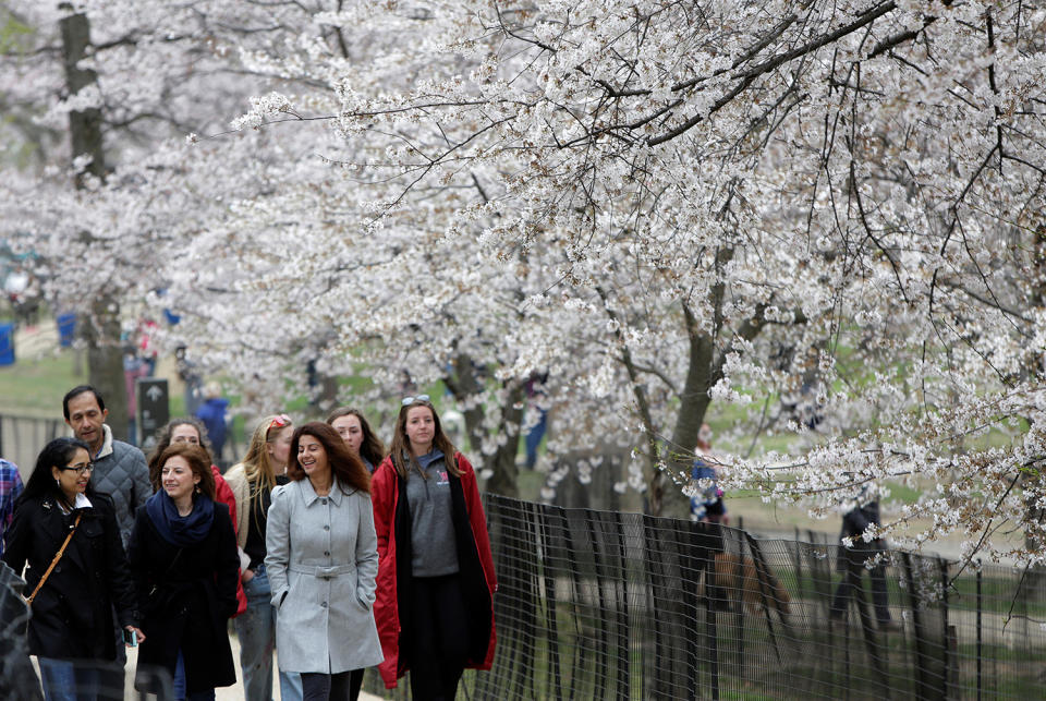 Washington’s cherry blossoms bloom despite cold snap