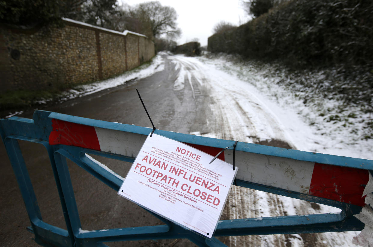 A closed road leading to a chicken farm is seen after an outbreak of bird flu in the village of Upham in southern England February 3, 2015. 10,000 chickens are to be slaughtered at the farm following the outbreak of the H7 strain of avian influenza, local media reported. REUTERS/Peter Nicholls (REUTERS - Tags: ANIMALS FOOD ENVIRONMENT)