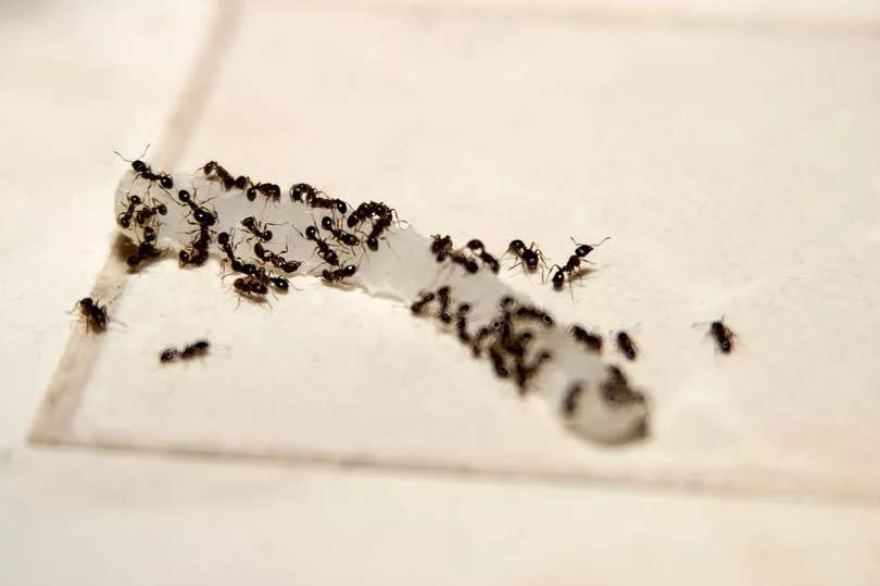 Ants are eating onion on the kitchen tile floor.