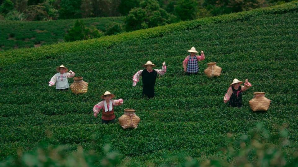 藤井風（中）戴上袖套到茶園採茶，也與其他採茶「前輩」們一起跳新歌。（翻攝自YouTube）