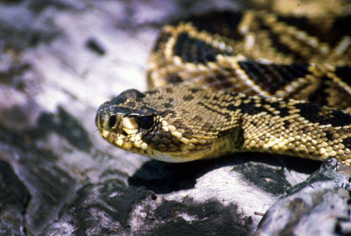 Eastern Diamondback Rattlesnake. Photo courtesy of Lawrence Wilson, ecologist at Emory University