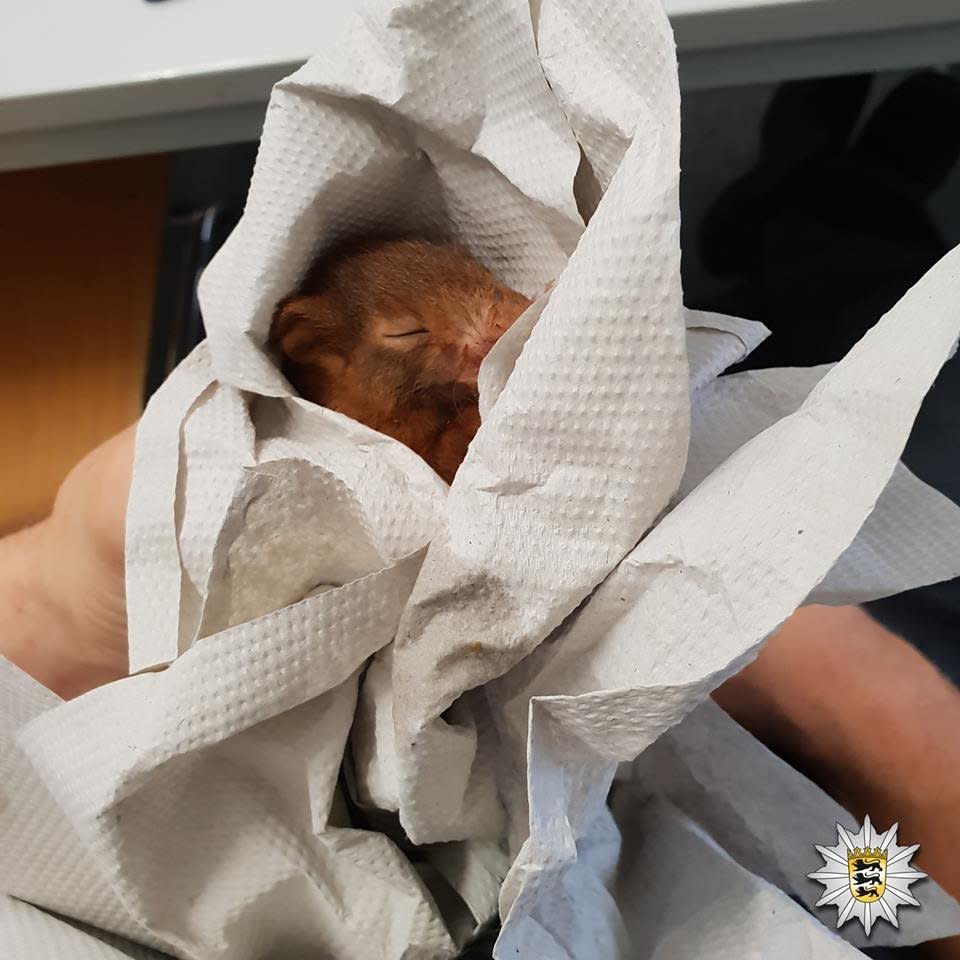 The squirrel, resting comfortably after its apparent reign of terror. (Photo: Karlsruhe Police)