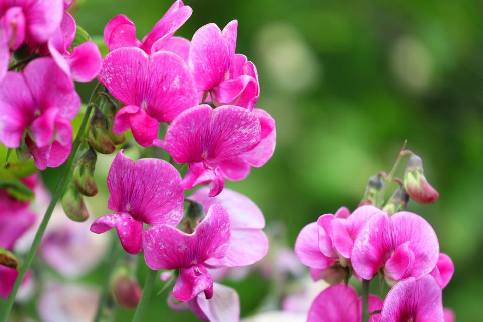 pink sweetpea lathyrus odoratus blossom close up photography