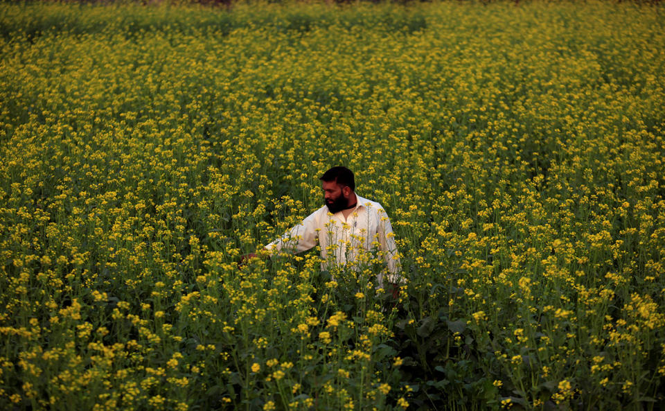 A farmer checks the state of his rapeseed flowers in a field in Charsadda