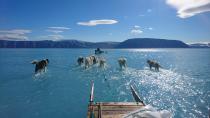 Cette photo a fait le tour du monde. Ces chiens de traîneaux pataugent sur la banquise fondue au Groenland. Une conséquence du réchauffement climatique... (Photo : Steffen Olsen / AFP)