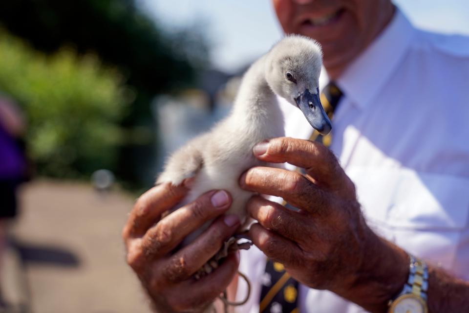 Queen’s Swan Marker David Barber checks over a cygnet near Chertsey in Surrey (PA)