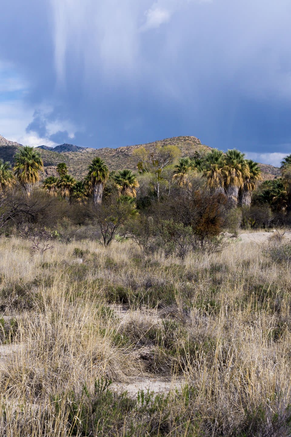 Willow Canyon, Arizona