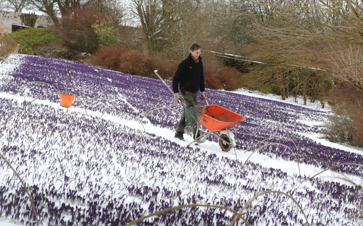 Gardener Chris Orton in the crocus garden at Wallington Hall, Northumberland, during the