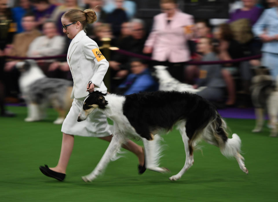 <p>Handlers in the Junior Showmanship Preliminaries in the judging area during Day One of competition at the Westminster Kennel Club 142nd Annual Dog Show in New York on Feb. 12, 2018. (Photo: Timothy A. Clary/AFP/Getty Images) </p>