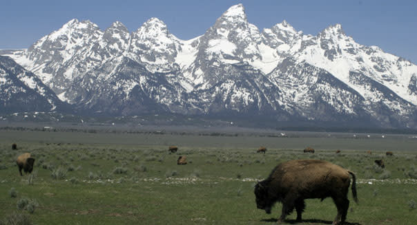 <b class="credit">Credit: Stacie Brew</b>Bison grazing near Wyoming's Grand Teton mountains.