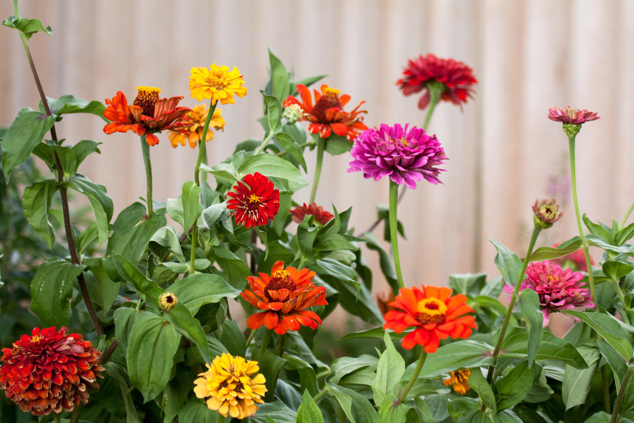  Zinnia plants in an american backyard. 