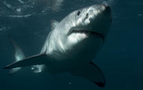 <b>Great white shark swims from North Carolina to Newfoundland</b><br> Hearing word of a great white shark swimming offshore is something you're more likely to hear along the coasts of Florida, the Carolinas, or maybe New England (for Jaws fans), but one was discovered this year in the waters off of Newfoundland. Scientists had tracked the shark since they captured it in March, and over the month of October it swam an almost straight path from North Carolina to the south shore of Newfoundland.