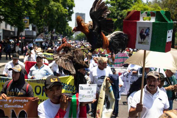 Protestantes caminaron con gallos en el Centro Histórico contra la prohibición de este espectáculo. Foto: Cuartoscuro