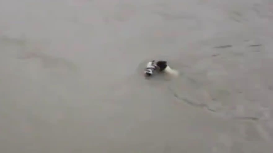 The determined mum swims her pup back to safety. Photo: YouTube